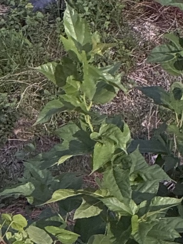 Korean mulberry