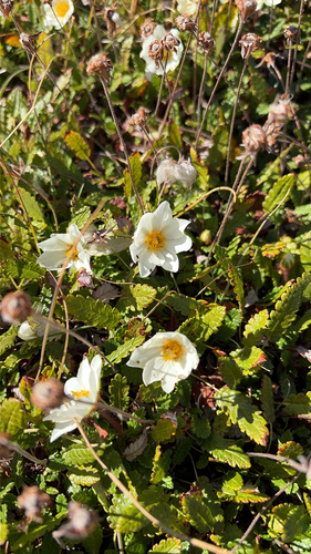 Eight-petal Mountain-Avens