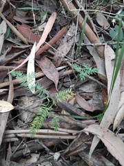 Asparagus scandens, photograph (c) Sofia Zvolanek, some rights reserved (CC BY)