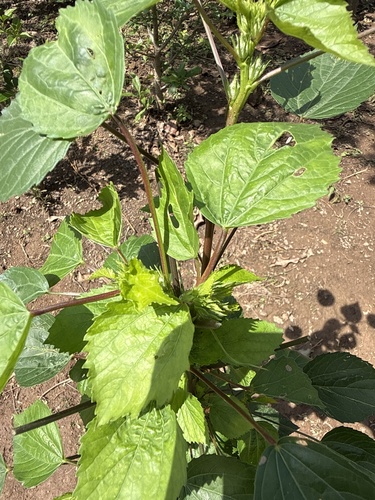 Sorrel
