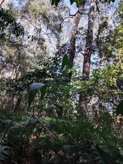 Setaria palmifolia, photograph (c) Sofia Zvolanek, some rights reserved (CC BY)