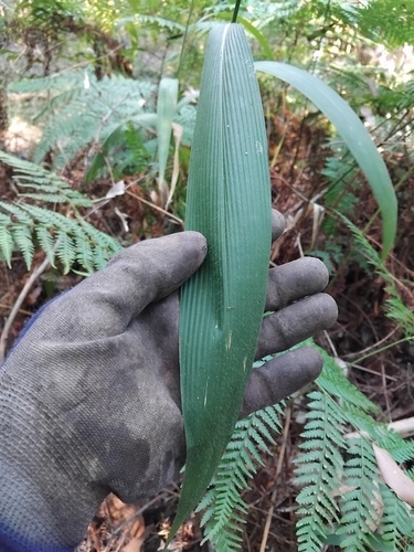 Setaria palmifolia