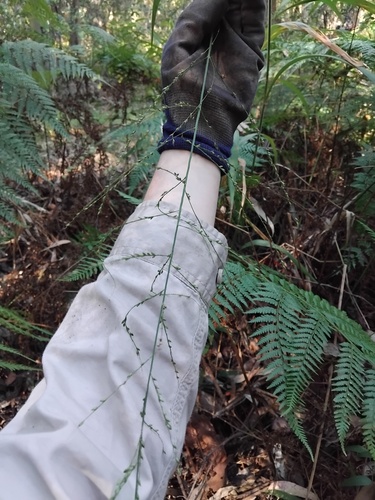Setaria palmifolia, photograph 3