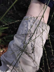 Setaria palmifolia, photograph (c) Sofia Zvolanek, some rights reserved (CC BY)