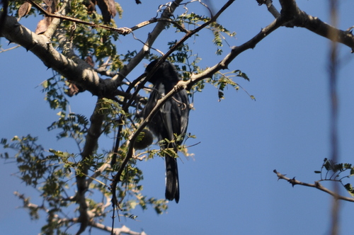 iNaturalist image