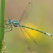 Lestes dryas - Photo (c) J. N. Stuart，保留部份權利CC BY-NC-ND