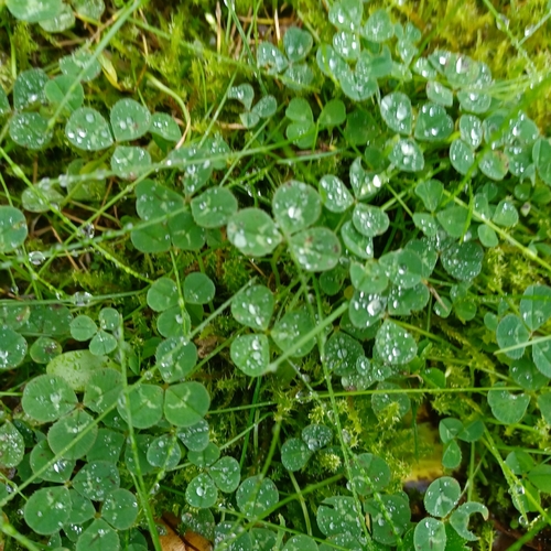 white clover