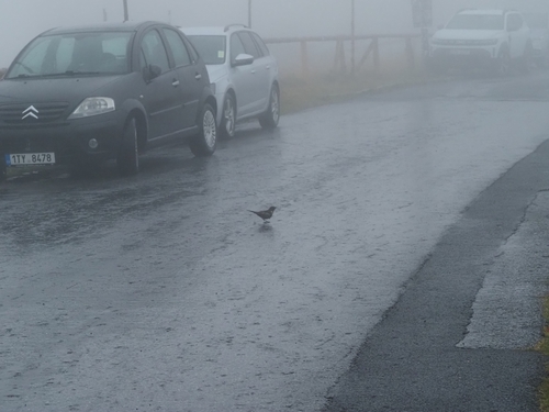 Ring Ouzel