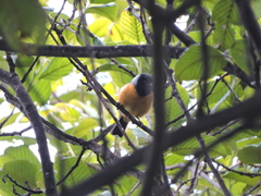 Conirostrum sitticolor