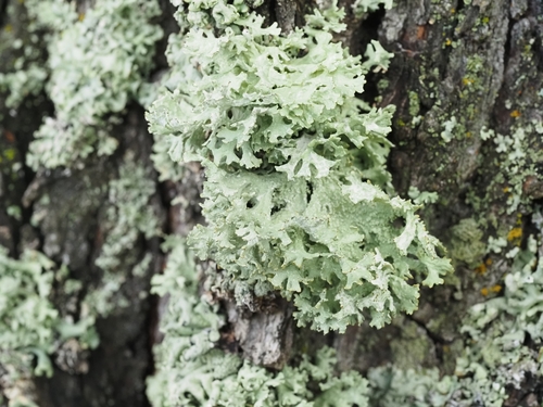 Oakmoss