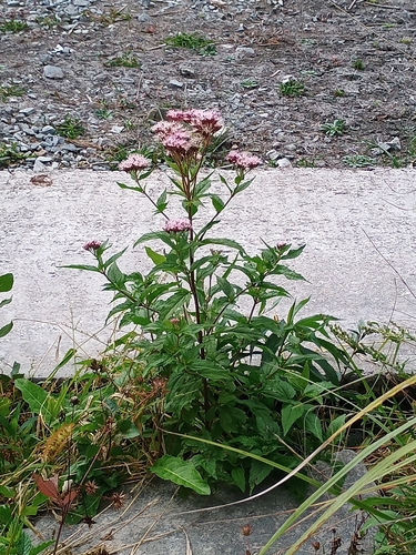 hemp agrimony