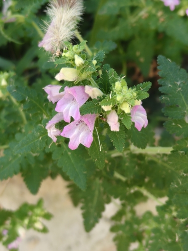 Phtheirospermum japonicum