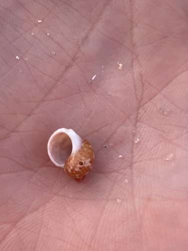 Common pheasant shell