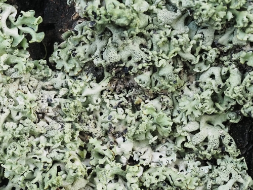 Hooded Tube Lichen