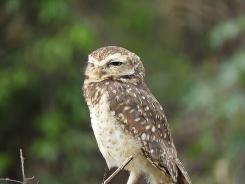 Burrowing Owl