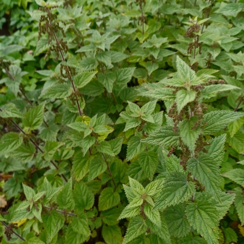 great stinging nettle