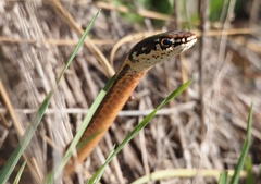 Masticophis lateralis lateralis
