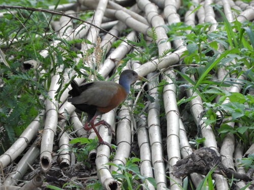 Gray-cowled Wood-Rail