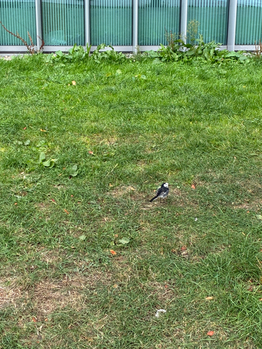 White Wagtail