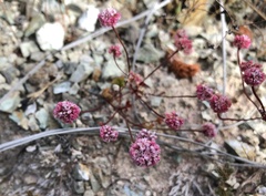 Eriogonum nortonii