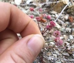 Eriogonum nortonii
