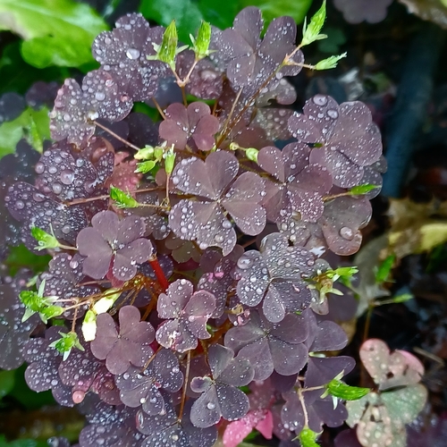 Oxalis stricta rufa