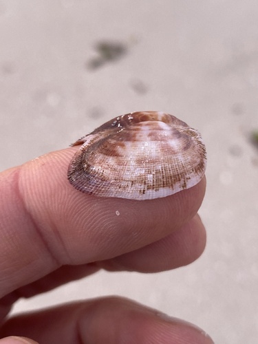 Banded Ark