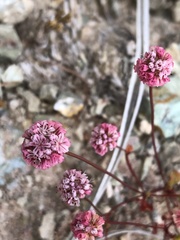Eriogonum nortonii