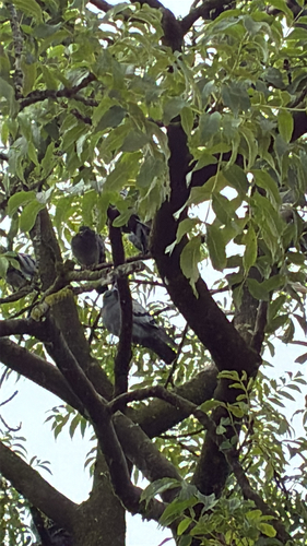 Feral Pigeon