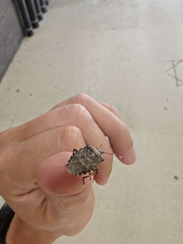 Mottled Stink Bug