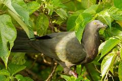 Ducula whartoni