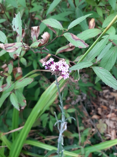 purpletop vervain