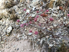 Eriogonum nortonii