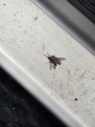 Mintho rufiventris
