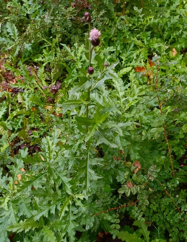 creeping thistle