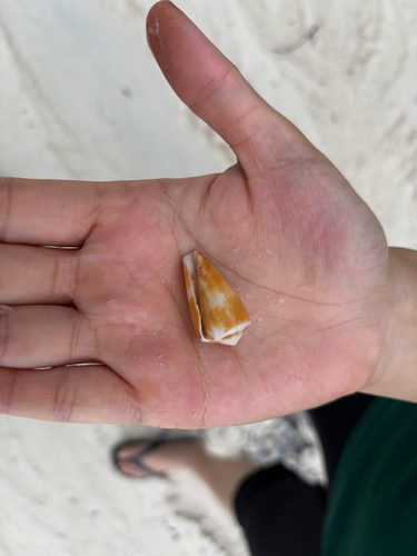 Conus planorbis observed 2026-09-25