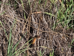 Masticophis lateralis lateralis