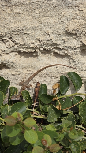 Italian Wall Lizard