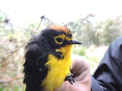 Myioborus melanocephalus