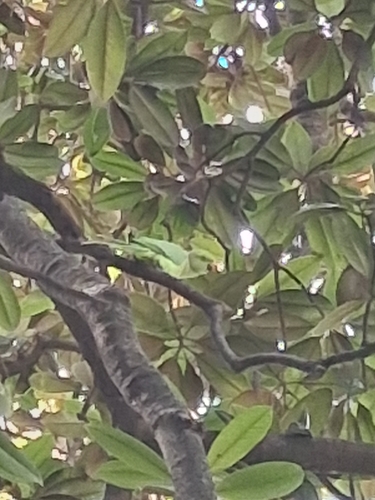 Rose-ringed Parakeet