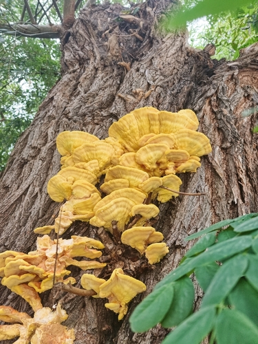 chicken of the woods