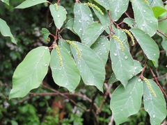 Neoshirakia japonica