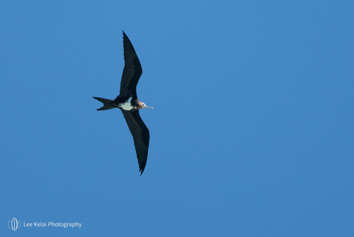 iNaturalist image