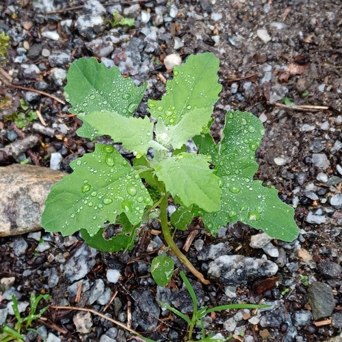 Common Lambsquarters