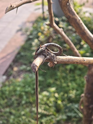 Buff Striped Keelback