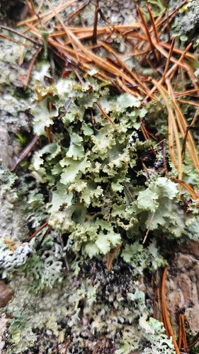 Varied Rag Lichen