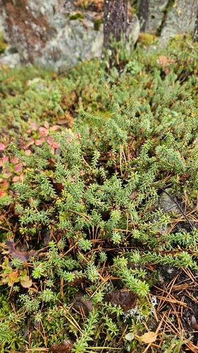black crowberry