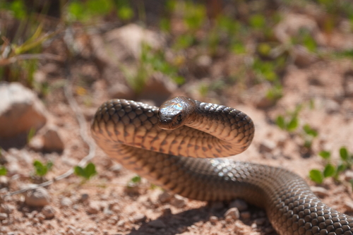 Eastern Brown Snake