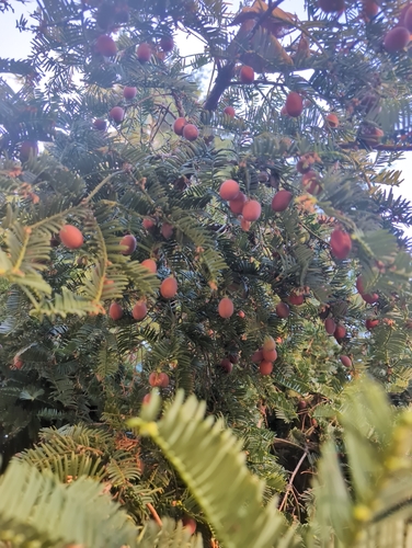common yew