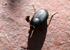 Gondwanocrypticus platensis